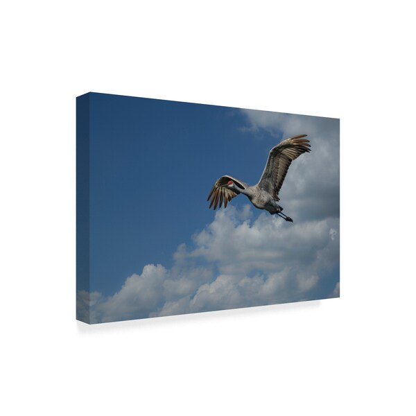 Galloimages Online 'Sandhill Crane In Flight' Canvas Art,30x47